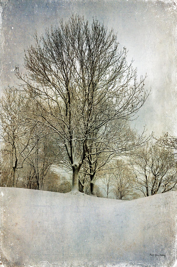 Winter Photograph - Winterly Peace by Randi Grace Nilsberg
