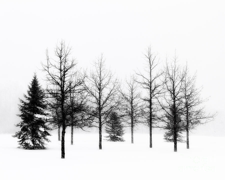 Winters bareness II Photograph by Lori Dobbs