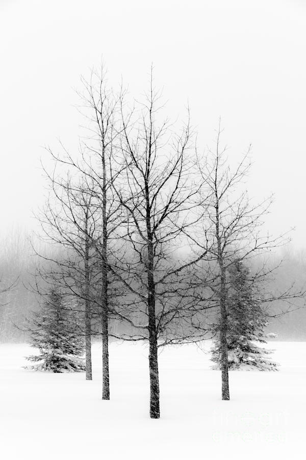 Winters bareness  Photograph by Lori Dobbs