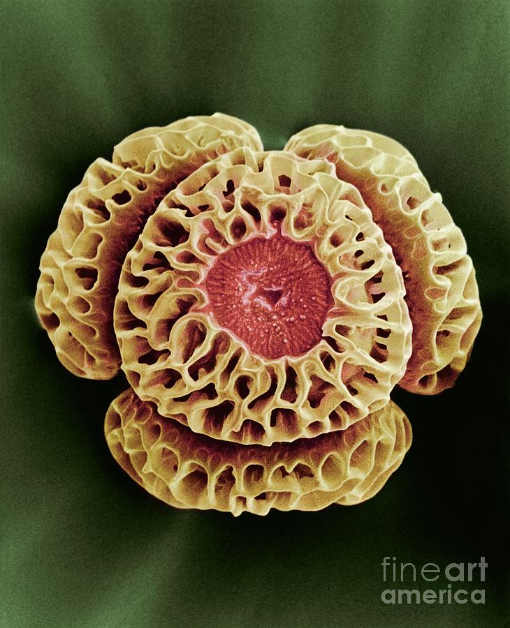 Winters Bark Drimys Winteri Pollen,sem Photograph by R E Litchfield