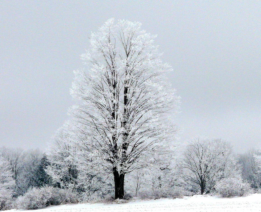 Winter Photograph - Winters Blanket by Elizabeth Holland