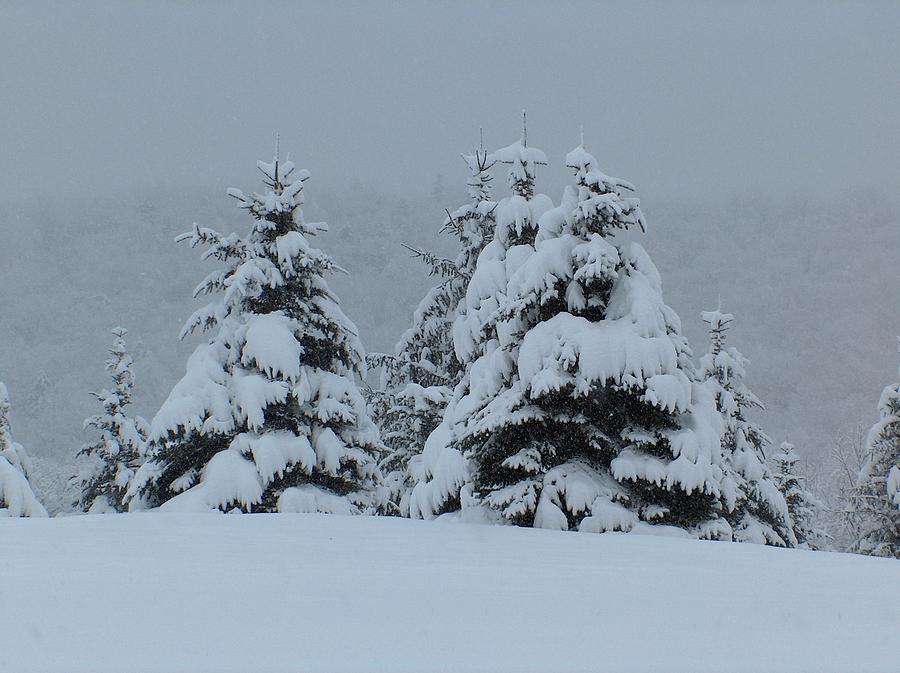 Winters Blanket Photograph by Gary Wells - Fine Art America