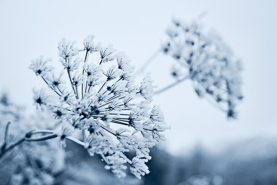 Winter Photograph - Winters blossom by Cristina-Velina Ion