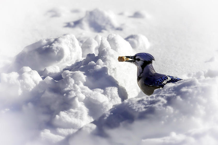 Bird Photograph - Winters Blue Jay by Lynn Palmer