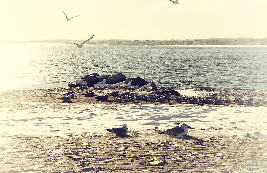 Seagull Photograph - Winters Chill At The Beach by Karol Livote