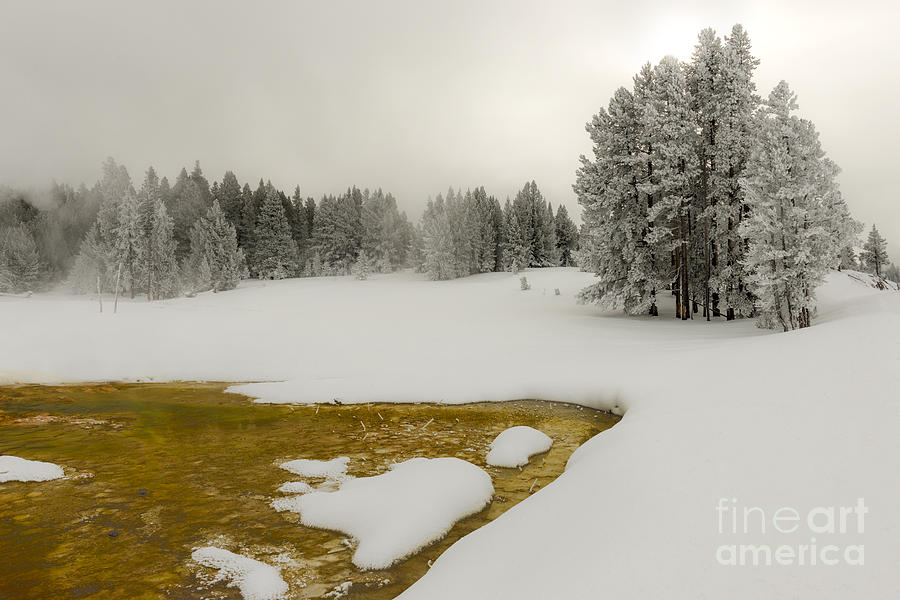 Winters Contrast - Yellowstone National Park Photograph by Sandra Bronstein