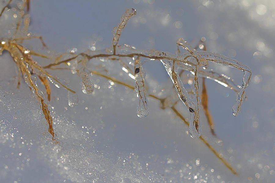 Winters Crystals - Priceless Photograph by Carol Senske
