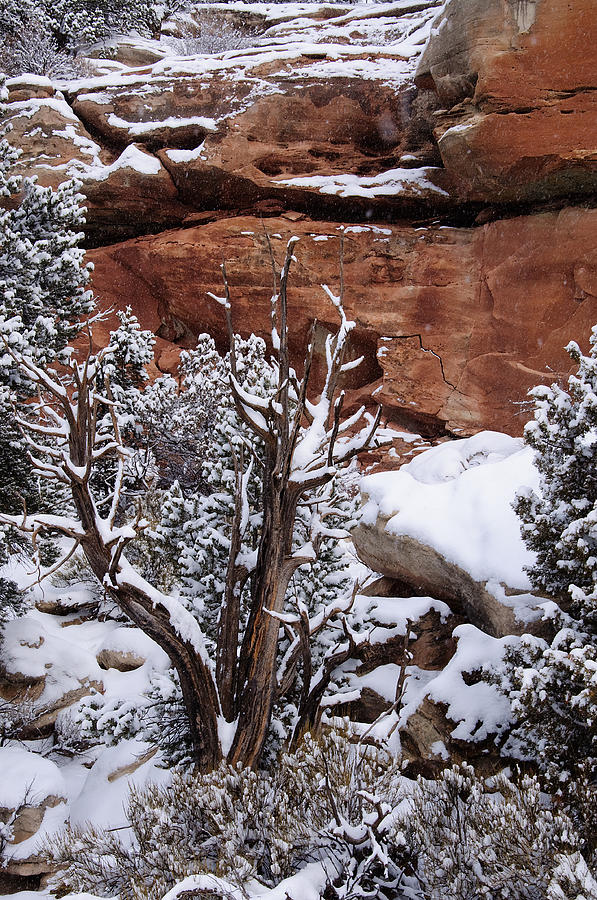 Winters Dead Utah Juniper  Photograph by Eric Rundle
