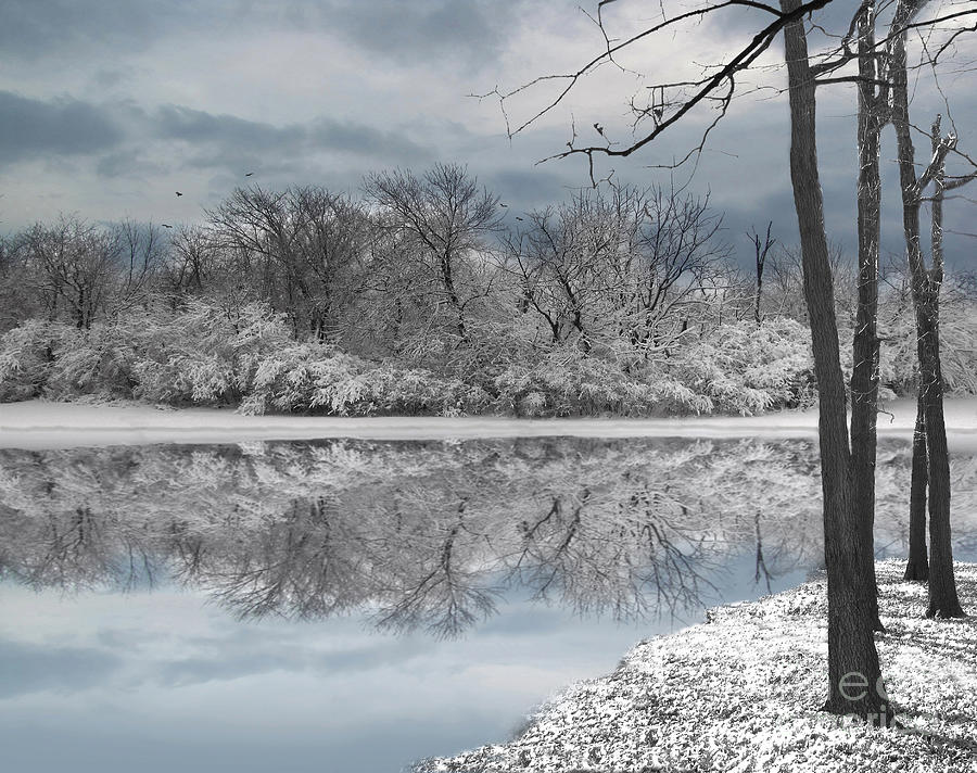 Tree Photograph - Winters Delight 6  by Cedric Hampton