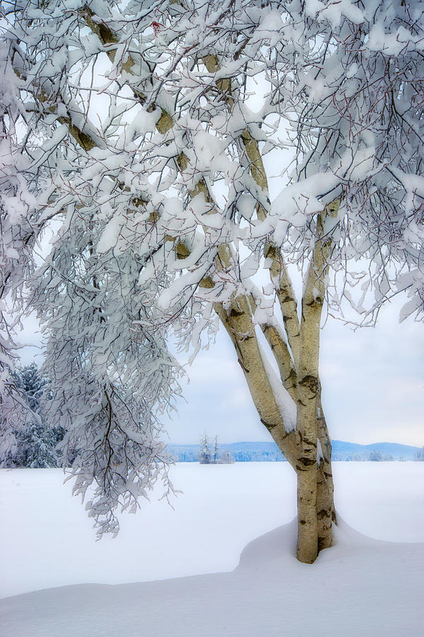 Winters Dream Photograph by Darylann Leonard Photography