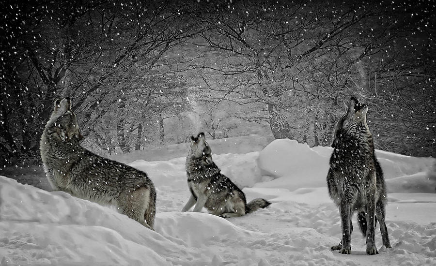 Winters Eve Howling Photograph by Wes and Dotty Weber
