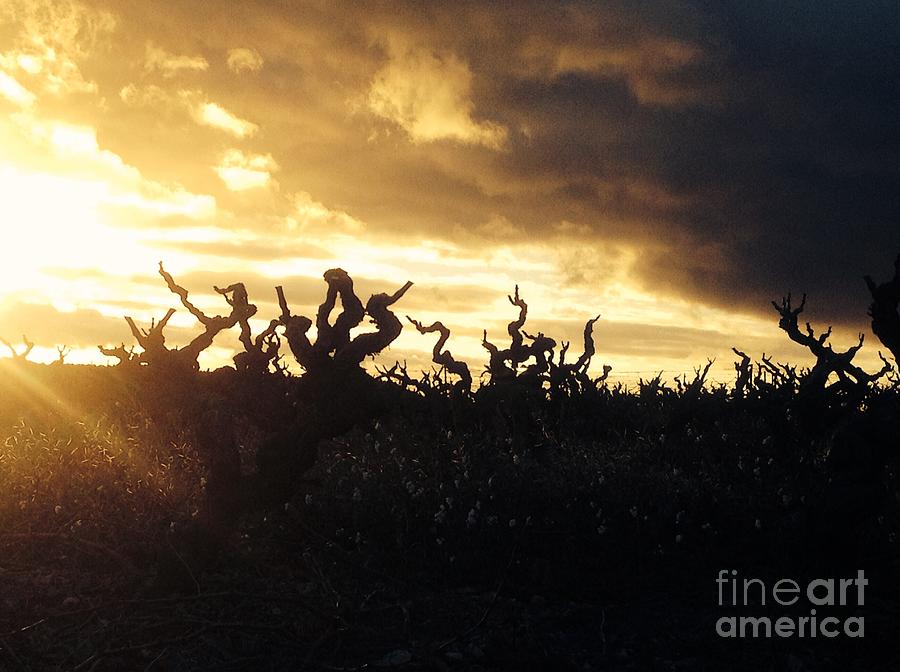 Sunset Photograph - Winters Eve in the Vineyard by France  Art