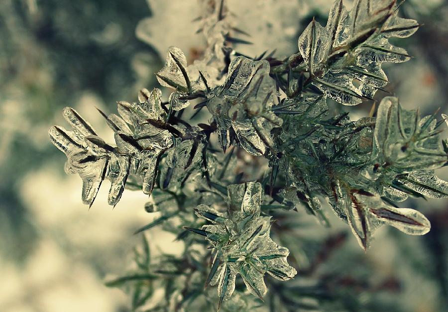Winter Photograph - Winters Freeze by Candice Trimble Winter Photograph - Winters Freeze by Candice Trimble