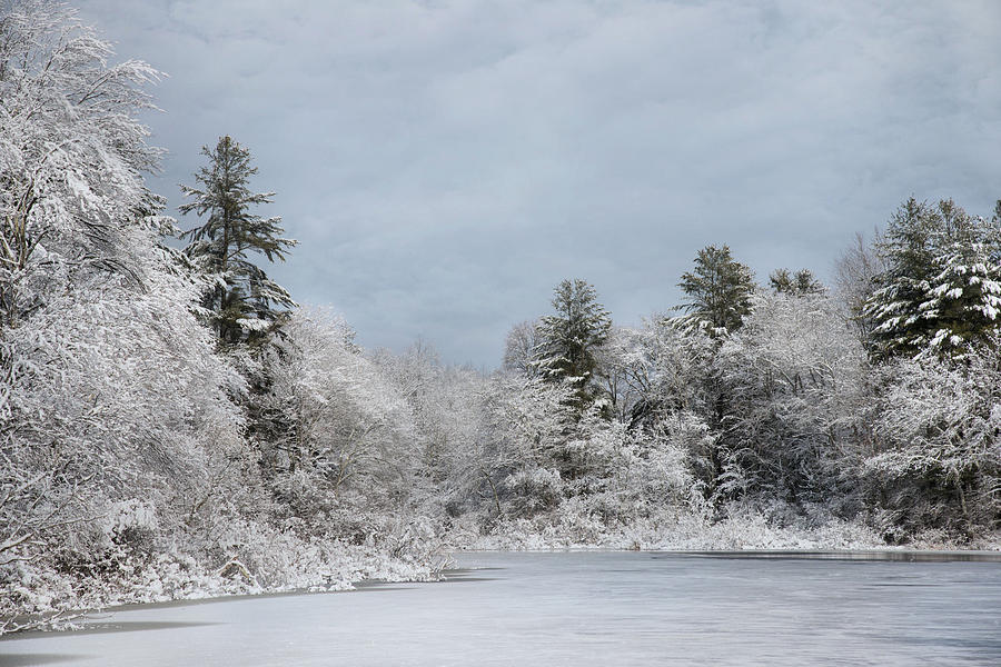 Winters Frosting Photograph by Robin-Lee Vieira
