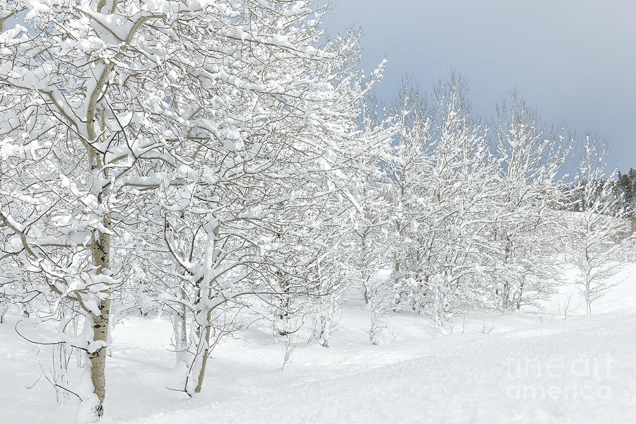 Winter Photograph - Winters Glory - Grand Tetons by Sandra Bronstein