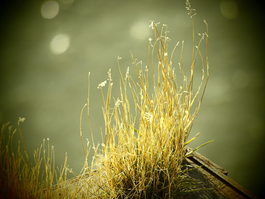 Winters Grass Photograph by Thomas Young