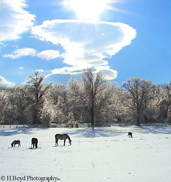 Horse Photograph - Winters Graze by Heather  Boyd