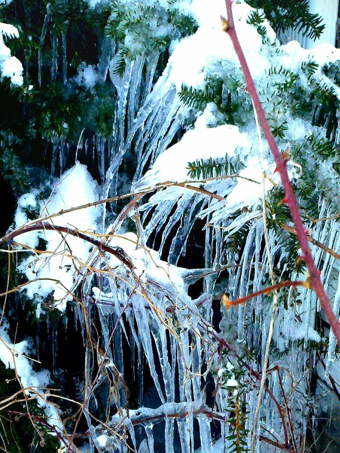 Winter Photograph - Winters Icy Jungle 1 by Marianne Dow