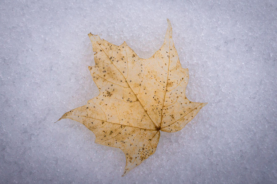 Fall Photograph - Winters Leaf by Bill Pevlor