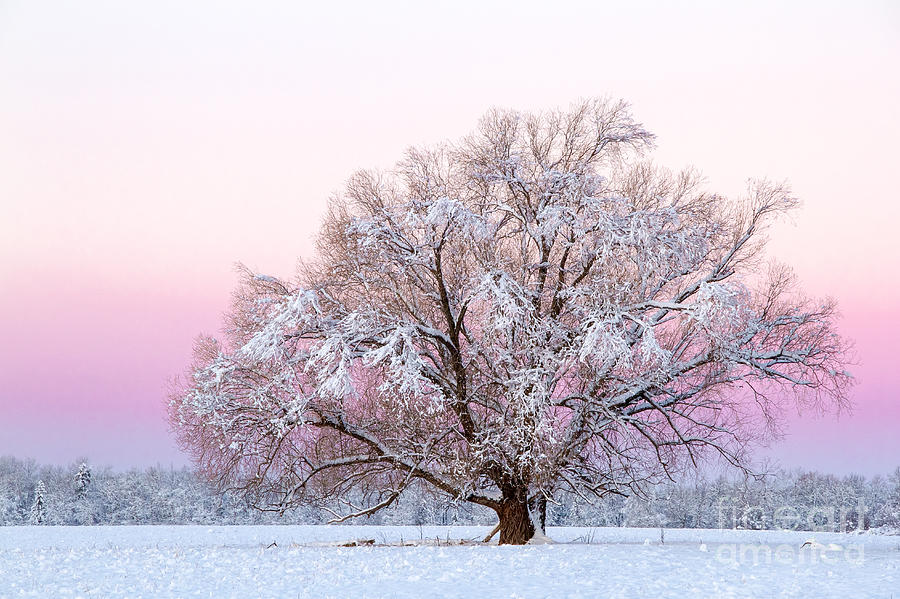 Winters majesty morning Photograph by Lori Dobbs