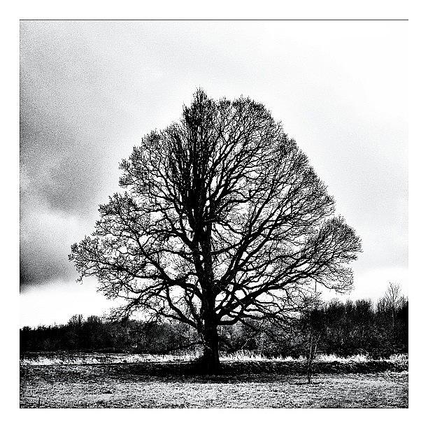 Tree Photograph - Winters Memories by Jon Kraft