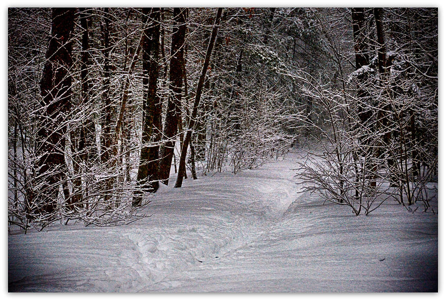 Winters Path Photograph by Tricia Marchlik