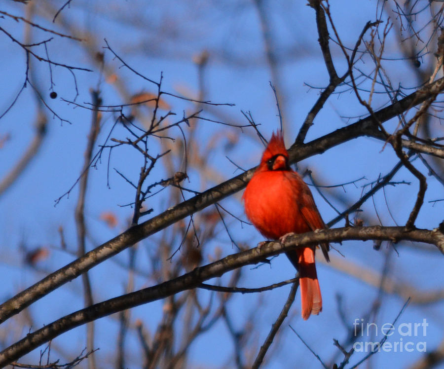 Cardinal Photograph - Winters Red Beauty 5 by Barb Dalton