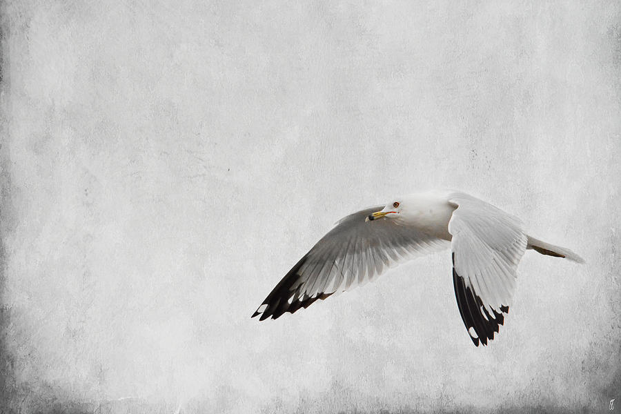 Winters Return - Wildlife - Seagull Photograph by Jai Johnson