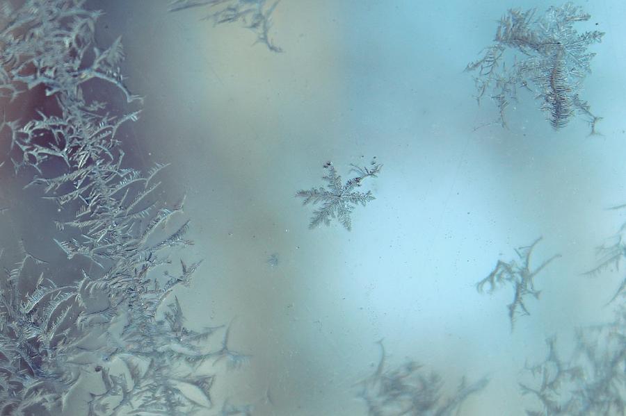 Frost Photograph - Winters Sketch by Candice Trimble Frost Photograph - Winters Sketch by Candice Trimble