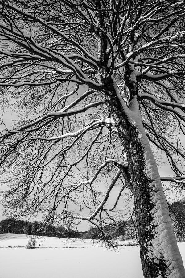 Winters Tree Photograph by Karol Livote