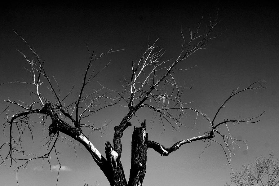 Winters Tree Photograph by Scott Carlton