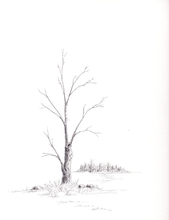 Winters Tree Drawing by Steven Powers SMP