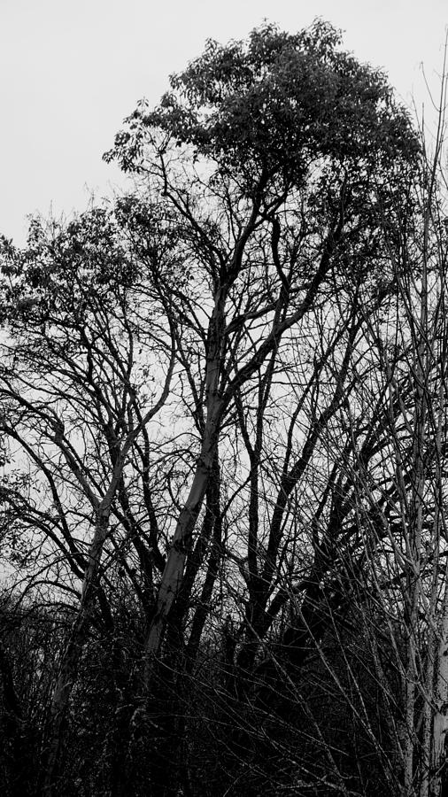 Winters Trees black and white Digital Art by Cathy Anderson