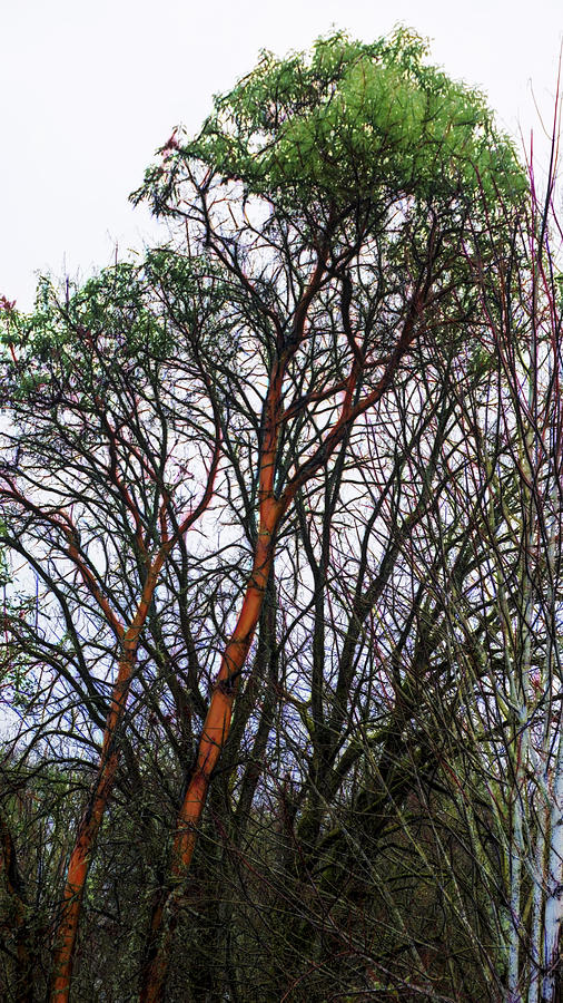 Tree Digital Art - Winters trees  by Cathy Anderson