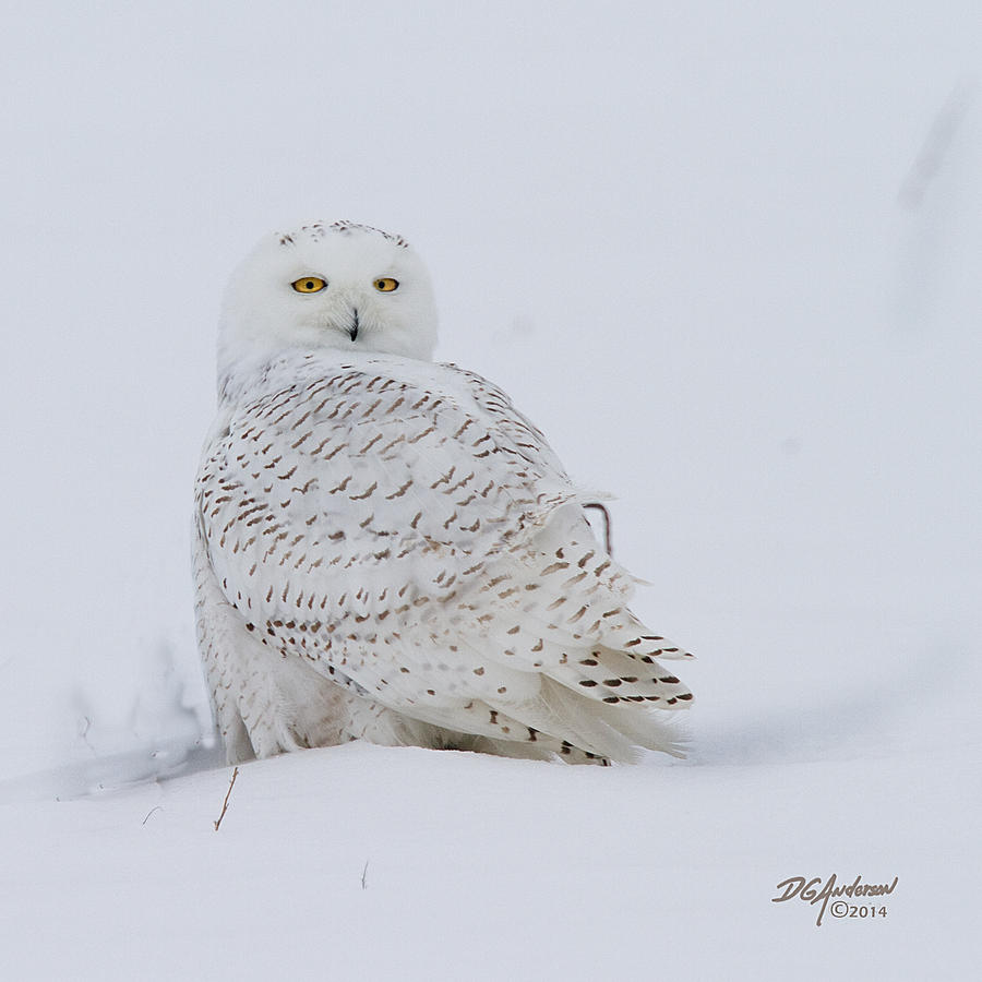 Winters White Photograph by Don Anderson