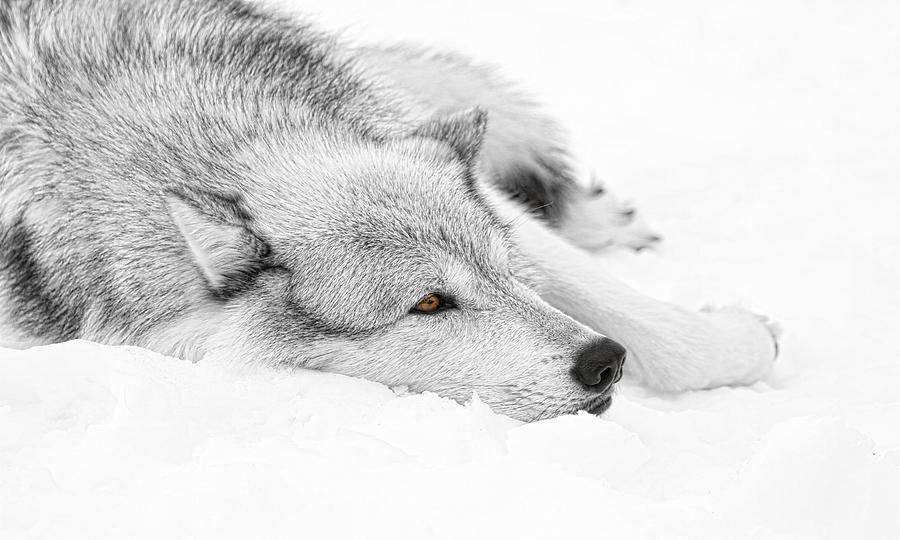 Winters Wolf Photograph by Steve McKinzie