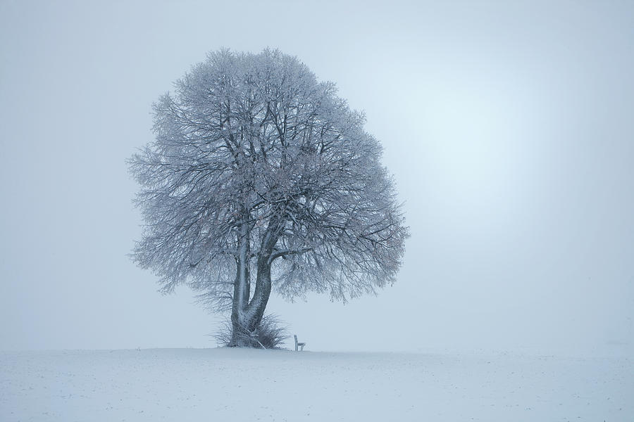 Winterstimmung Photograph by Nicolas Schumacher