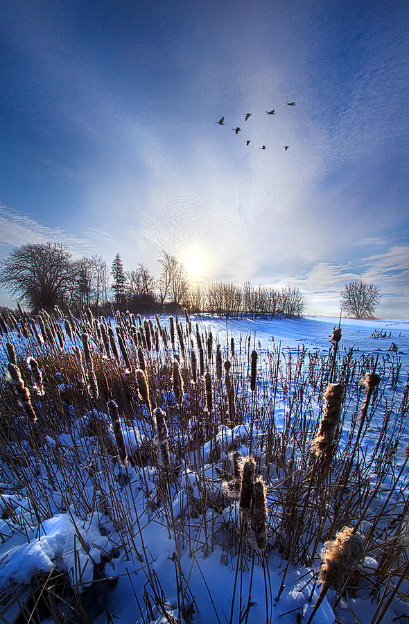 WinterTails Photograph by Phil Koch
