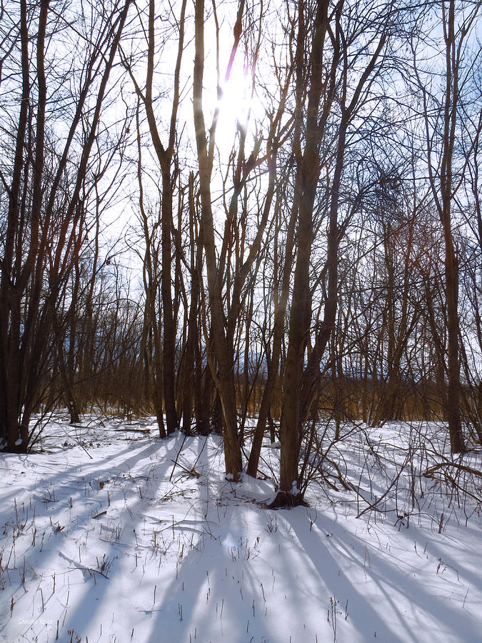 Wintertime at Sheldon Marsh - Sunlit Trees Photograph by Shawna Rowe
