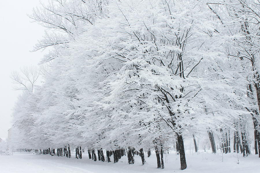 Winter Photograph - Wintertime by Pavlo Kuzyk