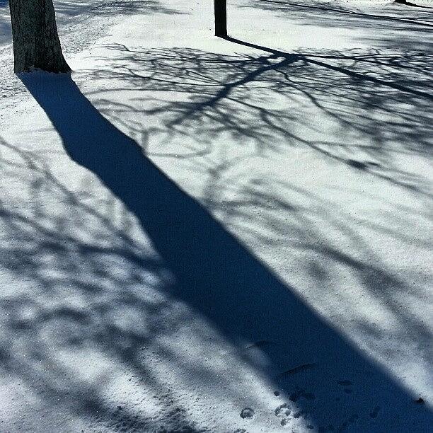 Winter Photograph - #winter#trees#sunlight#shadows by Bradley Nelson