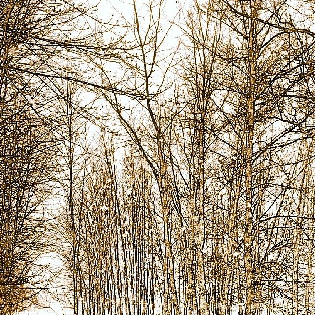 #winterwoods Photograph by Melissa Shutts