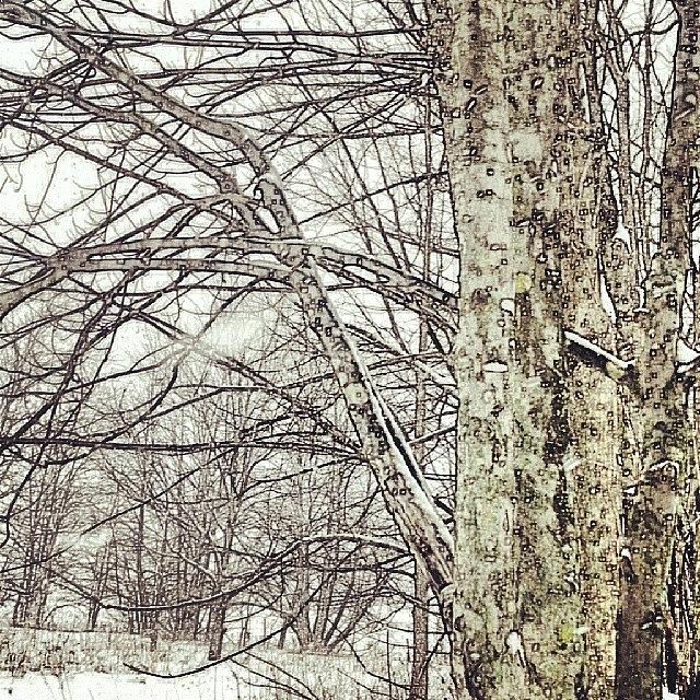 #winterwoods #puremichigan Photograph by Melissa Shutts