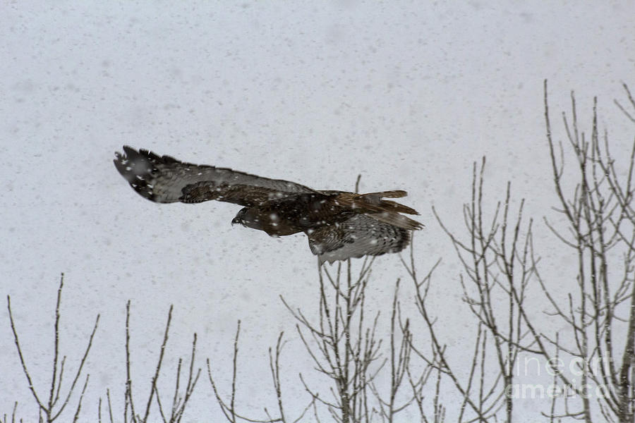 Feather Photograph - Wintery Flight by Steven Parker