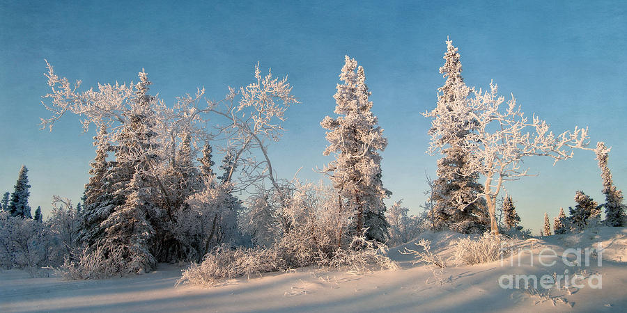 Winter Photograph - Wintery by Priska Wettstein