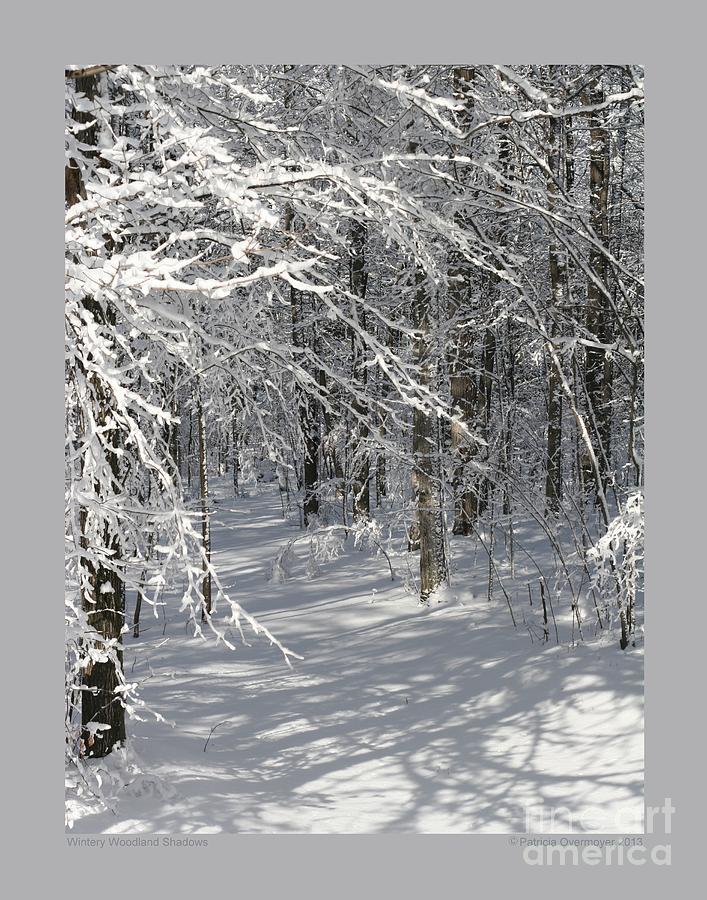 Wintery Woodland Shadows Photograph by Patricia Overmoyer