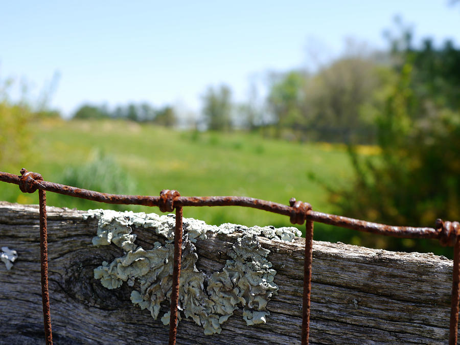 Wire and Lichen Photograph by Richard Reeve