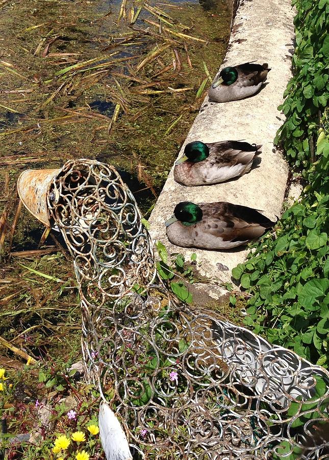 Wire duck with ducks  Photograph by Kate Gibson Oswald