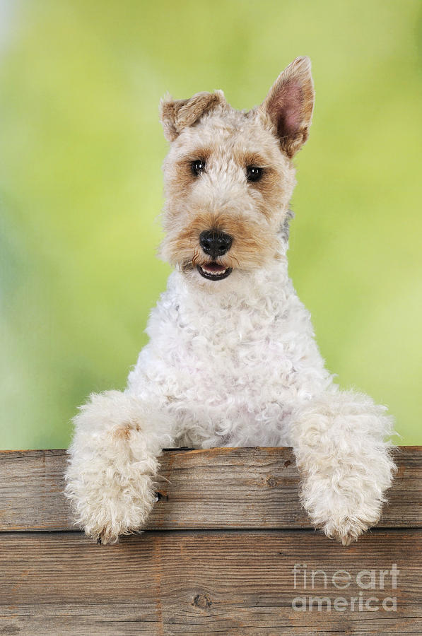 Dog Photograph - Wire Fox Terrier by John Daniels