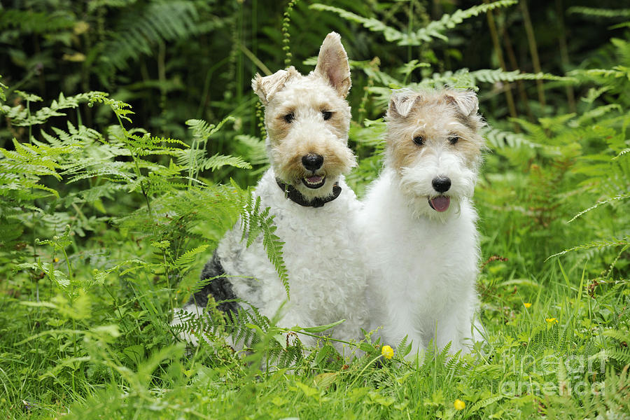 Dog Photograph - Wire Fox Terriers by John Daniels